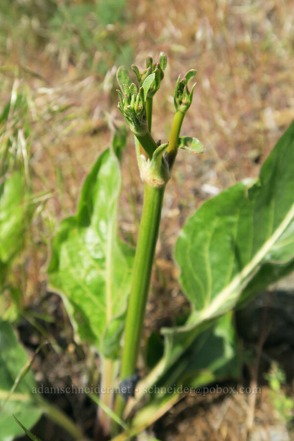 tall buckwheat, budding (Eriogonum elatum) [Olds Ferry Road, Washington County, Idaho]