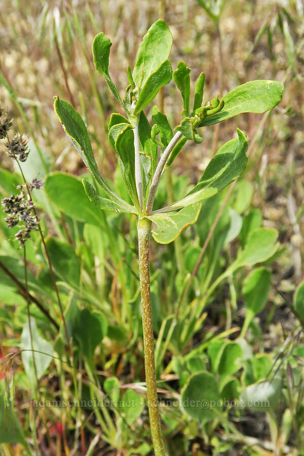 elliptical sulphur-flower buckwheat, budding (Eriogonum umbellatum var. ellipticum) [Olds Ferry Road, Washington County, Idaho]