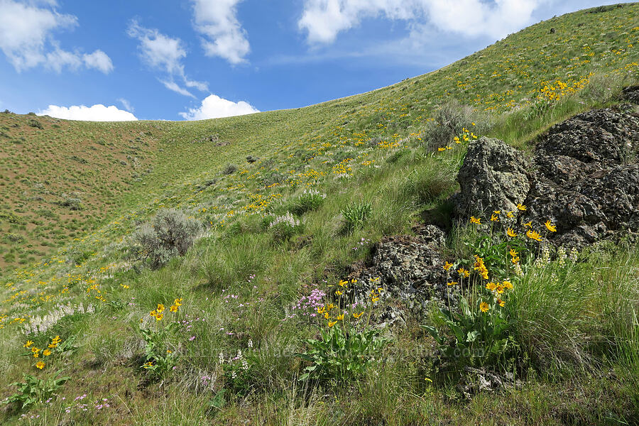 wildflowers (Lupinus arbustus, Balsamorhiza sagittata, Phlox sp.) [Olds Ferry Road, Washington County, Idaho]