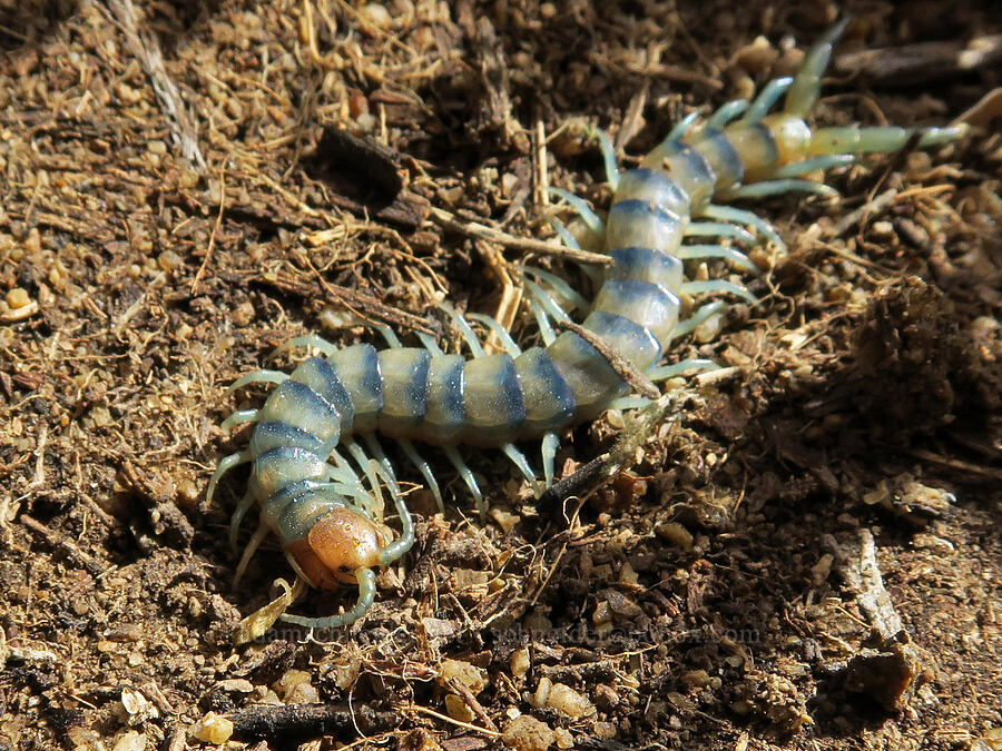 blue common desert centipede (Scolopendra polymorpha) [Succor Creek Road, Malheur County, Oregon]