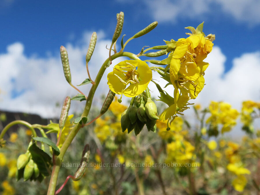 yellow brown-eyed primrose (Chylismia claviformis ssp. cruciformis (Camissonia claviformis ssp. cruciformis)) [Succor Creek Road, Malheur County, Oregon]