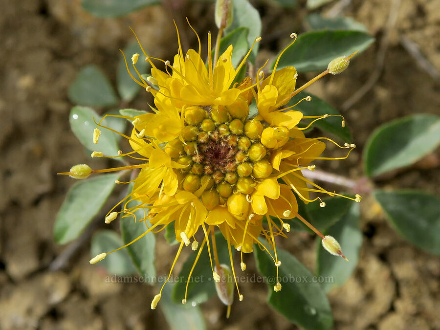 golden bee plant (Cleome lutea (Peritoma lutea)) [Succor Creek Road, Malheur County, Oregon]