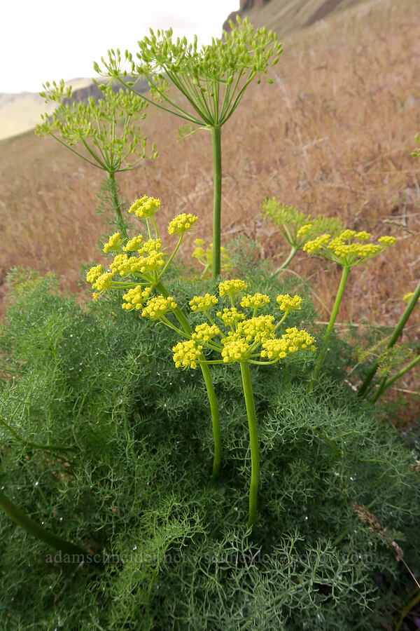 pungent desert parsley (Lomatium papilioniferum (Lomatium grayi)) [Succor Creek Road, Malheur County, Oregon]