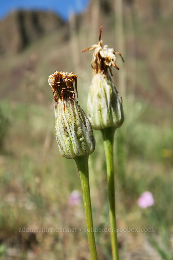 sagebrush false-dandelion, going to seed (Nothocalais troximoides (Microseris troximoides)) [Succor Creek Road, Malheur County, Oregon]