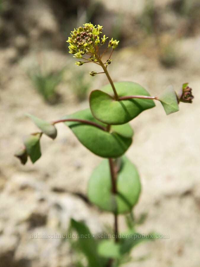 clasping pepperweed (Lepidium perfoliatum) [Succor Creek Road, Malheur County, Oregon]