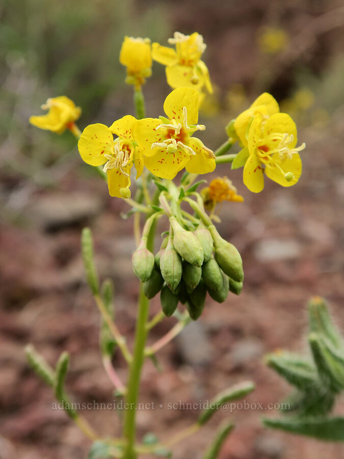 yellow brown-eyed primrose (Chylismia claviformis ssp. cruciformis (Camissonia claviformis ssp. cruciformis)) [Owyhee Lake Road, Malheur County, Oregon]