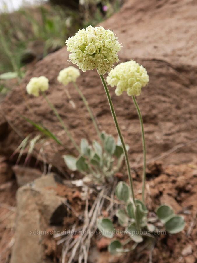 cushion buckwheat (Eriogonum ovalifolium var. purpureum) [Owyhee Lake Road, Malheur County, Oregon]