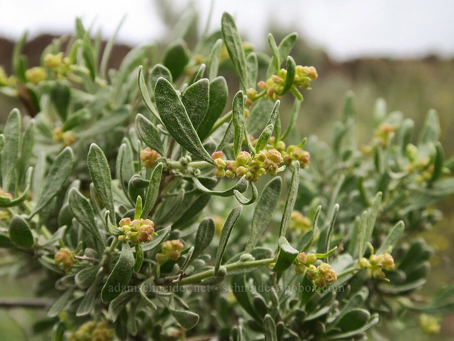 spiny hop-sage (male flowers) (Grayia spinosa (Atriplex spinosa)) [Owyhee Lake Road, Malheur County, Oregon]