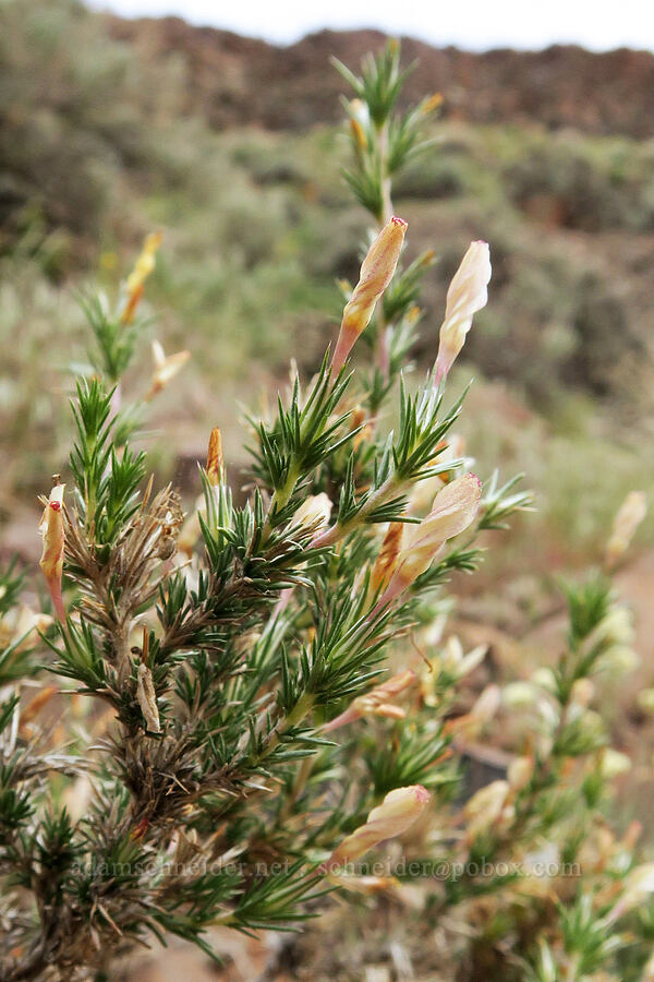 granite prickly-phlox (Linanthus pungens (Leptodactylon pungens)) [Owyhee Lake Road, Malheur County, Oregon]