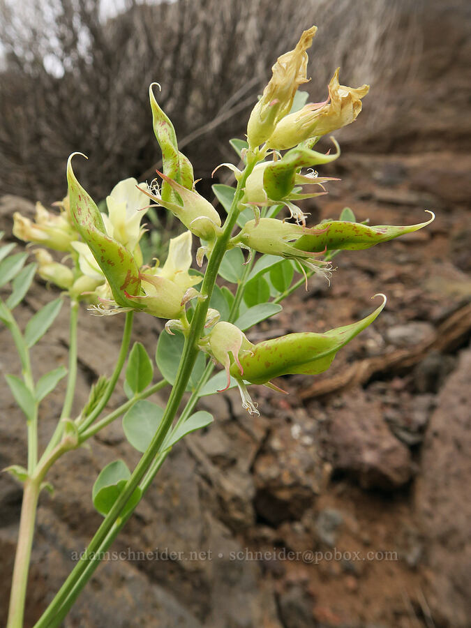Weiser (Beckwith's) milk-vetch seed pods (Astragalus beckwithii var. weiserensis) [Owyhee Lake Road, Malheur County, Oregon]
