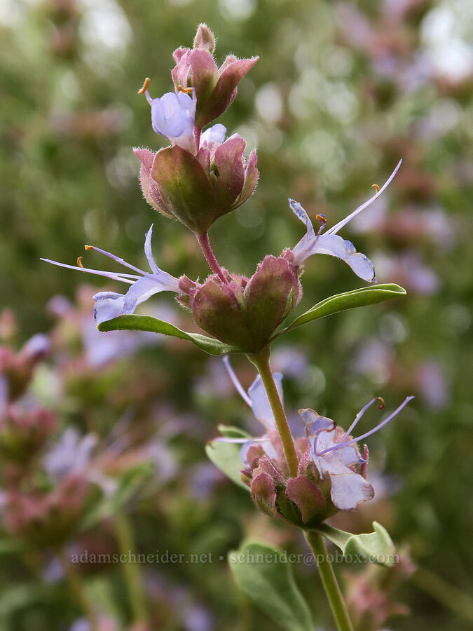purple sage (Salvia dorrii) [Owyhee Lake Road, Malheur County, Oregon]