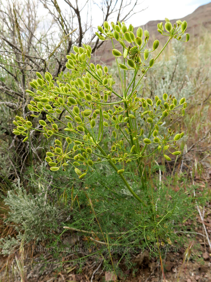 pungent desert parsley, going to seed (Lomatium papilioniferum (Lomatium grayi)) [Owyhee Dam, Malheur County, Oregon]