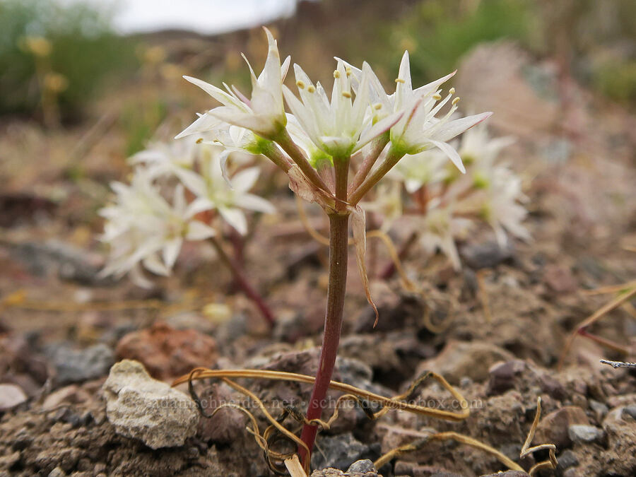 Nevada onion (Allium nevadense) [Owyhee Dam, Malheur County, Oregon]