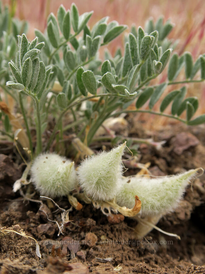 woolly-pod milk-vetch (Astragalus purshii) [Owyhee Dam, Malheur County, Oregon]