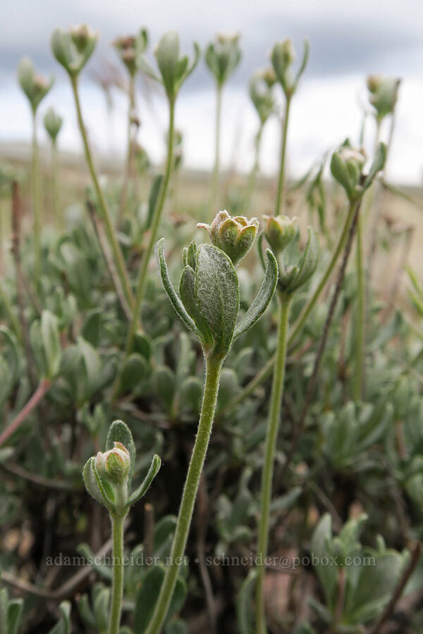 rock buckwheat, budding (Eriogonum sphaerocephalum var. sphaerocephalum) [Owyhee Dam, Malheur County, Oregon]