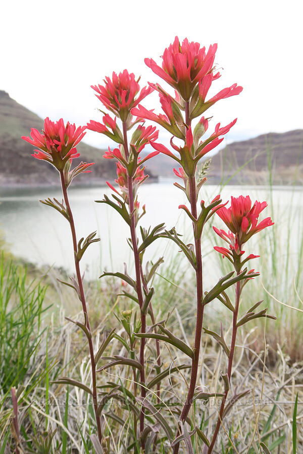 paintbrush (Castilleja sp.) [Lake Owyhee, Malheur County, Oregon]