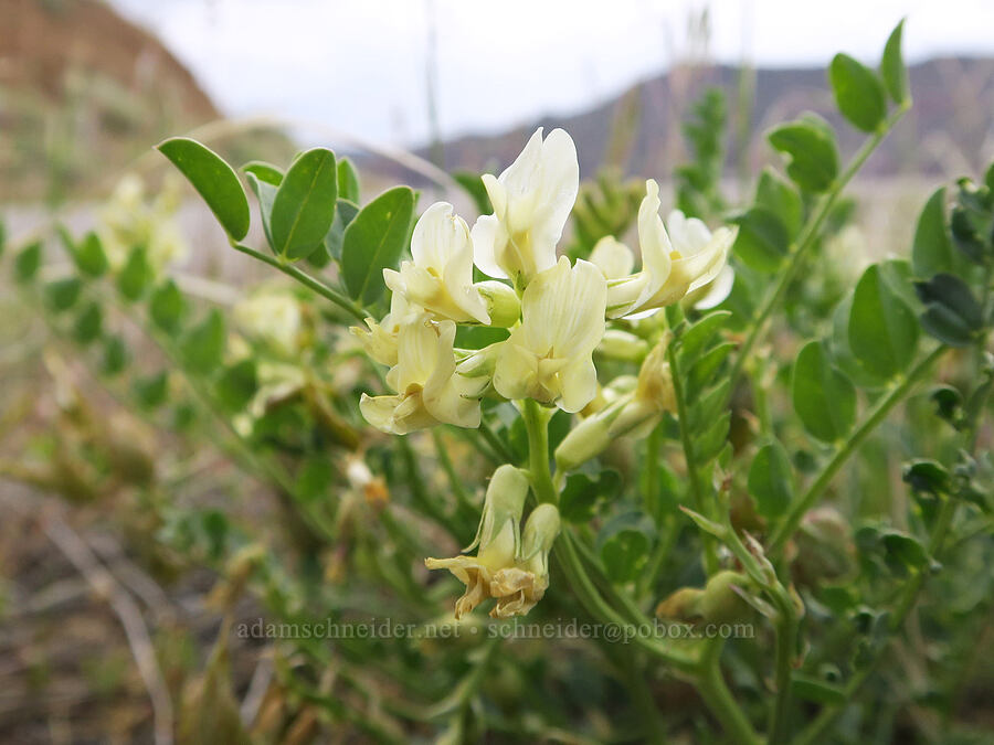 Weiser (Beckwith's) milk-vetch (Astragalus beckwithii var. weiserensis) [Lake Owyhee, Malheur County, Oregon]