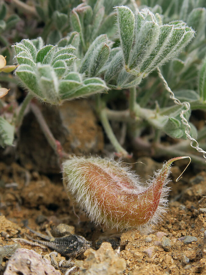 cobblestone milk-vetch seed pod (Astragalus nudisiliquus) [Lake Owyhee, Malheur County, Oregon]