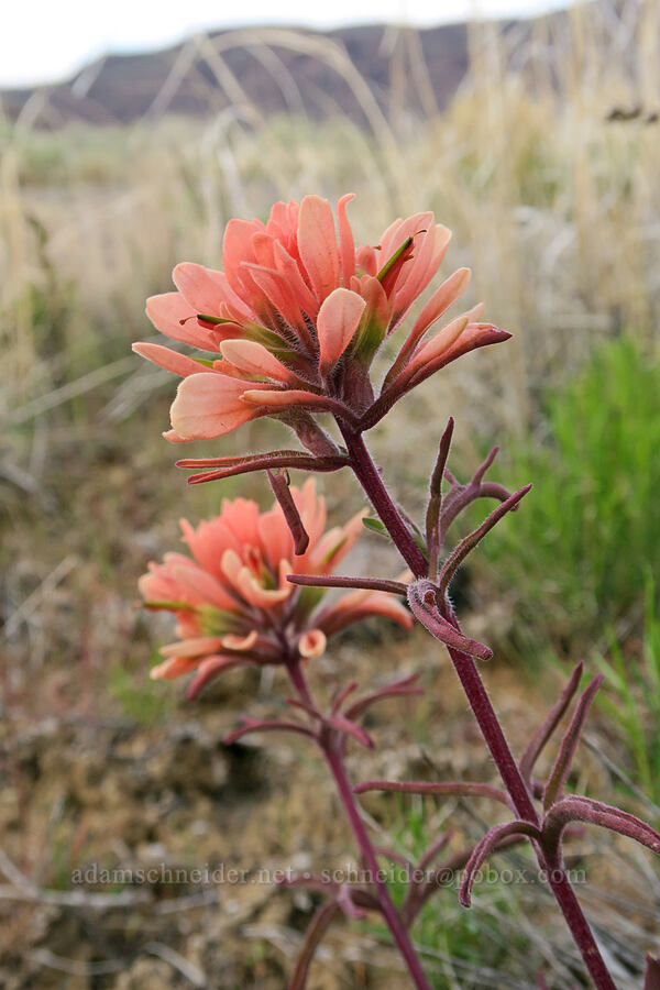 pink paintbrush (Castilleja sp.) [Lake Owyhee, Malheur County, Oregon]