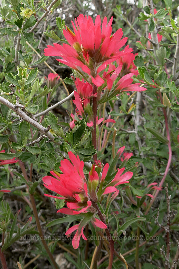 northwestern paintbrush (Castilleja angustifolia var. angustifolia) [Lake Owyhee State Park, Malheur County, Oregon]