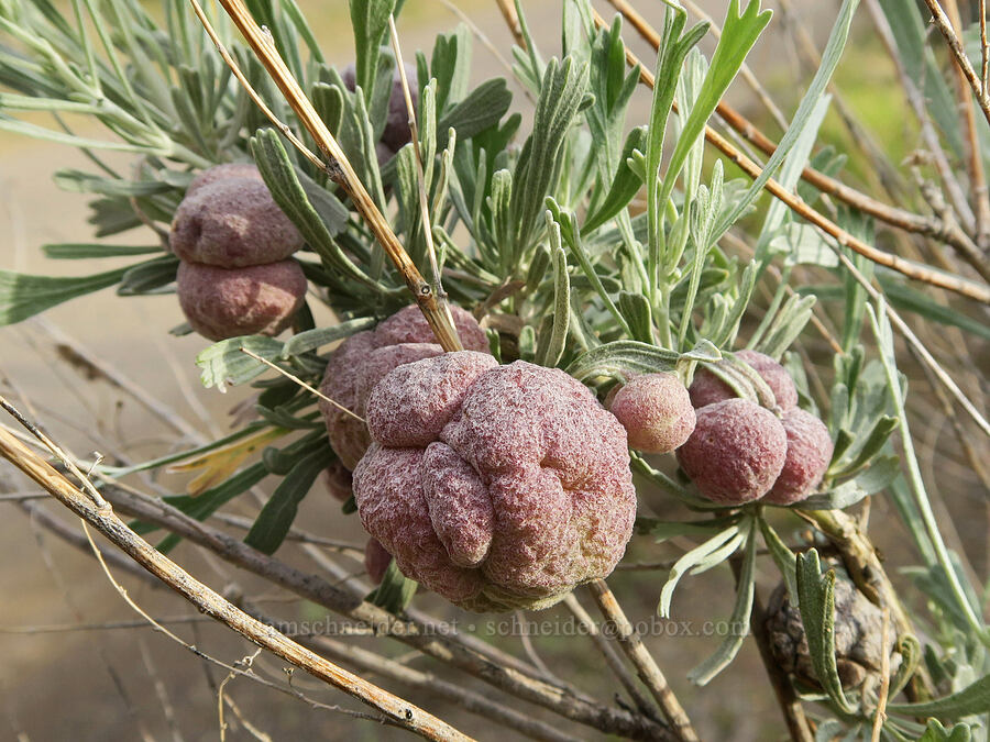 sponge galls on sagebrush (Rhopalomyia pomum, Artemisia tridentata) [Lake Owyhee, Malheur County, Oregon]