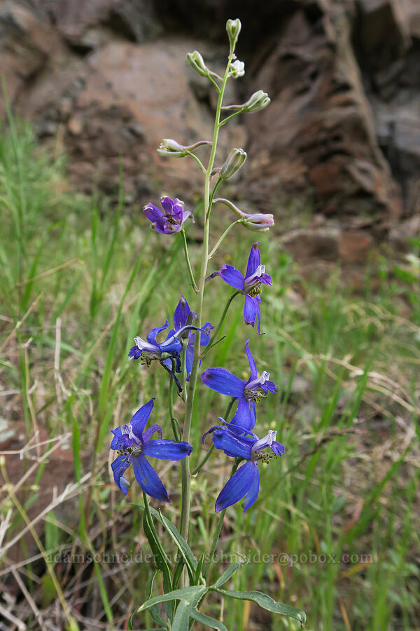 desert larkspur (Delphinium andersonii (Delphinium scaposum var. andersonii)) [Owyhee Lake Road, Malheur County, Oregon]