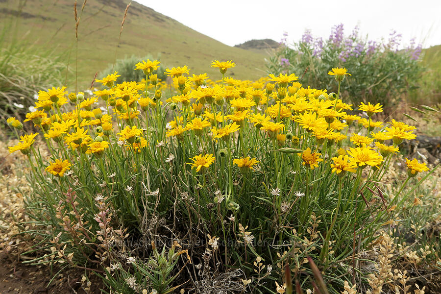 desert yellow fleabane/daisies (Erigeron linearis) [State Highway 78, Malheur County, Oregon]