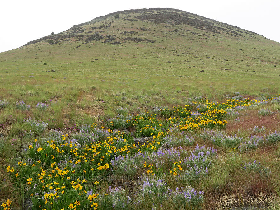 lupines & balsamroot (Lupinus sp., Balsamorhiza sagittata) [State Highway 78, Malheur County, Oregon]