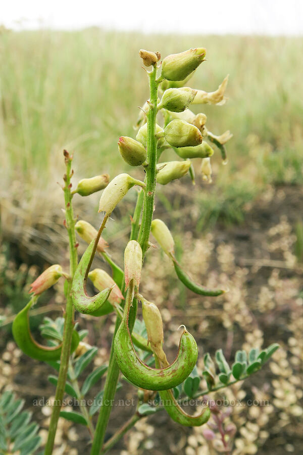 curve-pod milk-vetch (Astragalus curvicarpus var. curvicarpus) [State Highway 78, Malheur County, Oregon]