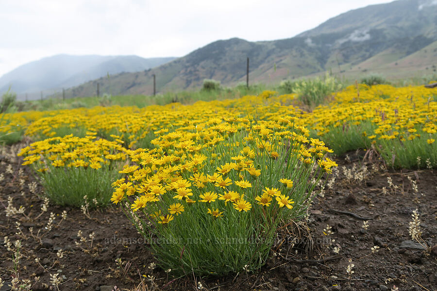 desert yellow fleabane/daisies (Erigeron linearis) [Fields-Folly Farm Road, Harney County, Oregon]