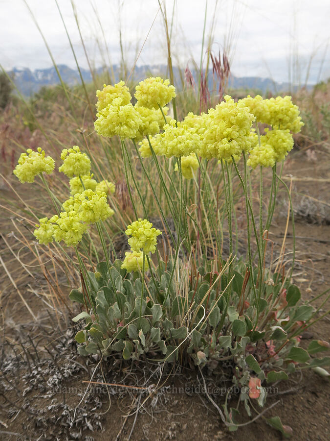 yellow cushion buckwheat (Eriogonum ovalifolium var. ovalifolium) [Mickey-Alvord Wells Road, Harney County, Oregon]
