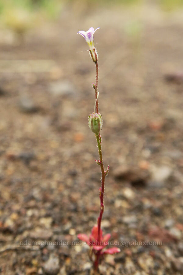 Lott's aliciella (Aliciella lottiae (Gilia lottiae)) [Mickey-Alvord Wells Road, Harney County, Oregon]