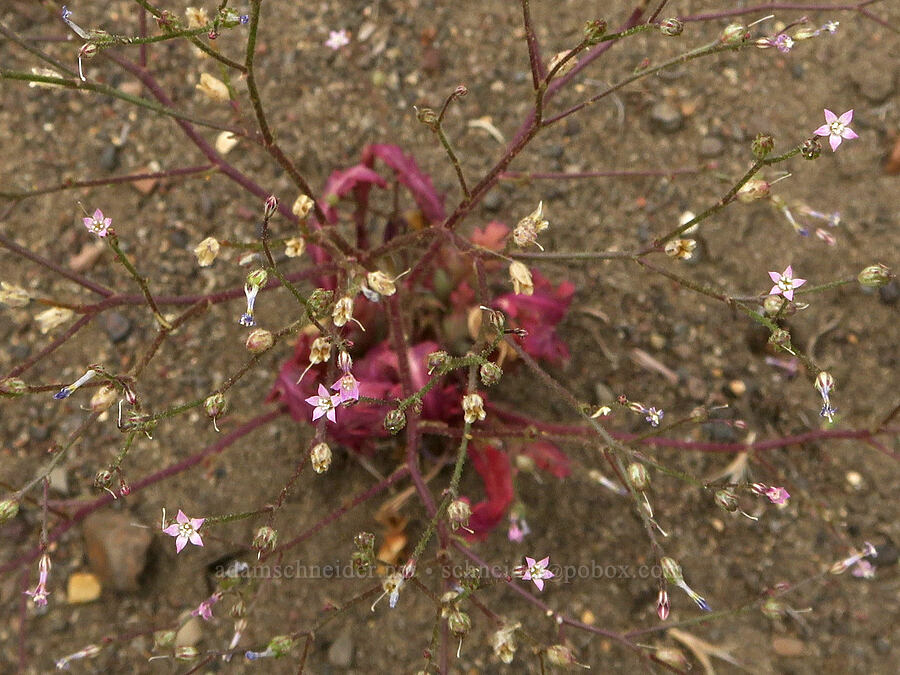 Lott's aliciella (Aliciella lottiae (Gilia lottiae)) [Mickey-Alvord Wells Road, Harney County, Oregon]