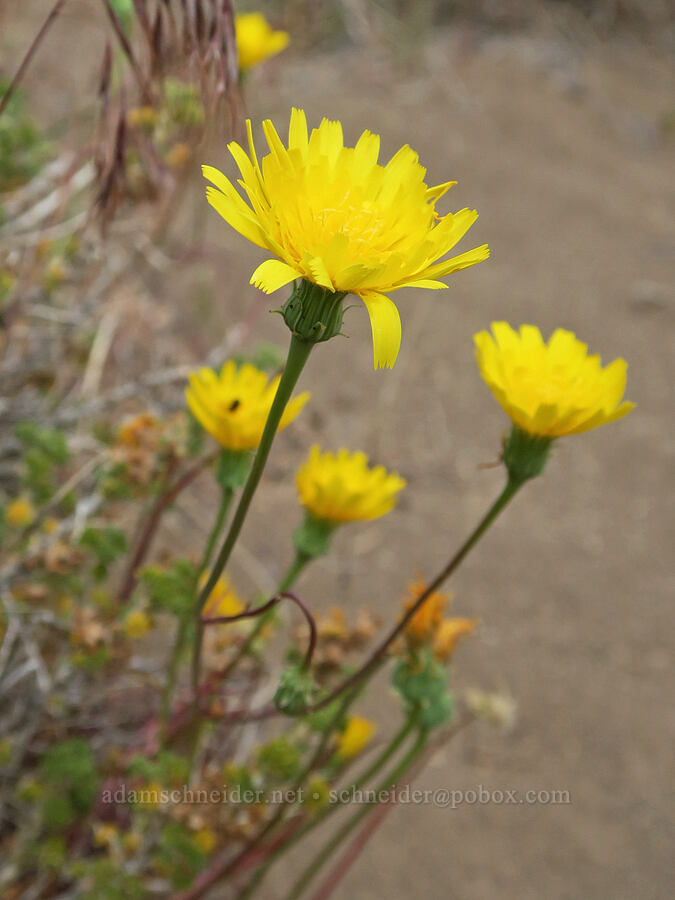 smooth desert-dandelion (Malacothrix glabrata) [Mickey-Alvord Wells Road, Harney County, Oregon]