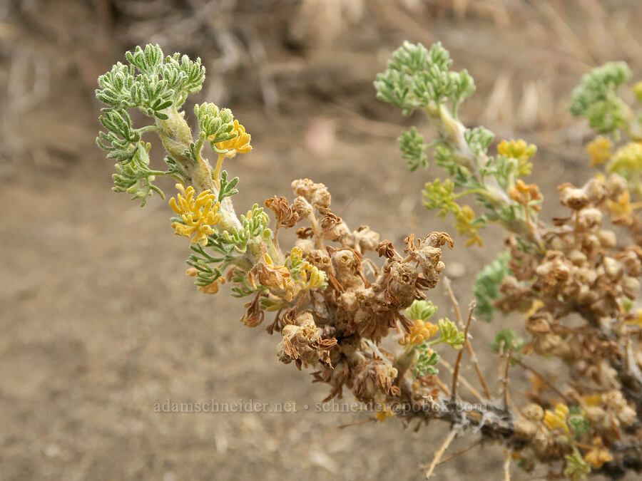 bud sagebrush, after flowering (Artemisia spinescens) [Mickey-Alvord Wells Road, Harney County, Oregon]