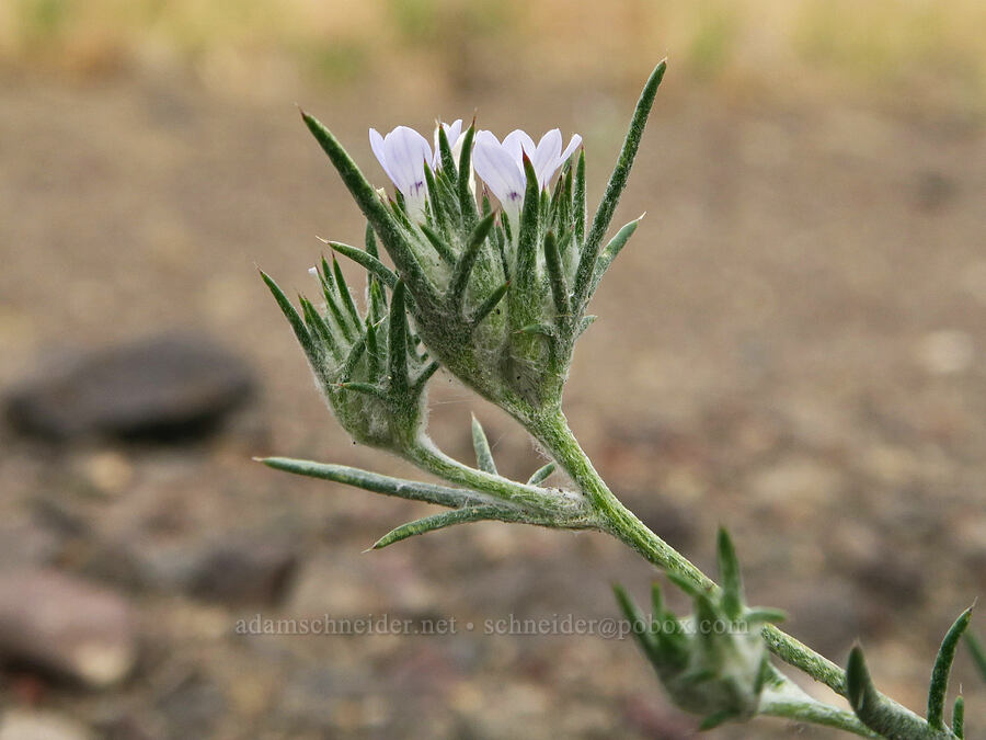 Wilcox's woolly star (Eriastrum wilcoxii (Eriastrum sparsiflorum var. wilcoxii)) [Mickey Hot Springs, Harney County, Oregon]