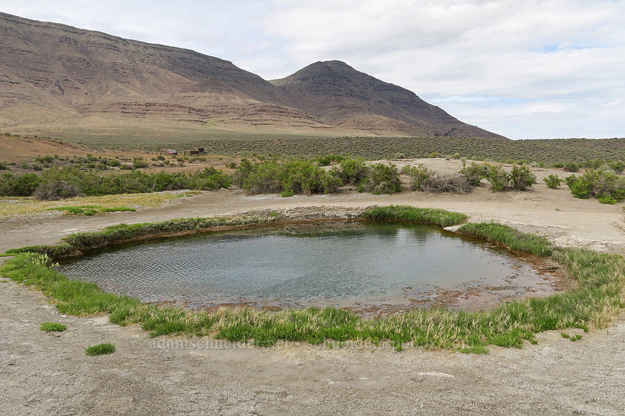 hot spring pool [Mickey Hot Springs, Harney County, Oregon]