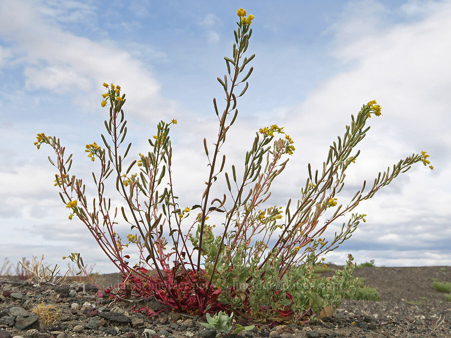 yellow brown-eyed primrose (Chylismia claviformis ssp. cruciformis (Camissonia claviformis ssp. cruciformis)) [Mickey Hot Springs, Harney County, Oregon]