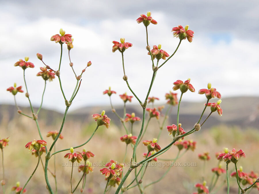 yellow-turban buckwheat (Eriogonum pusillum) [Mickey Hot Springs, Harney County, Oregon]