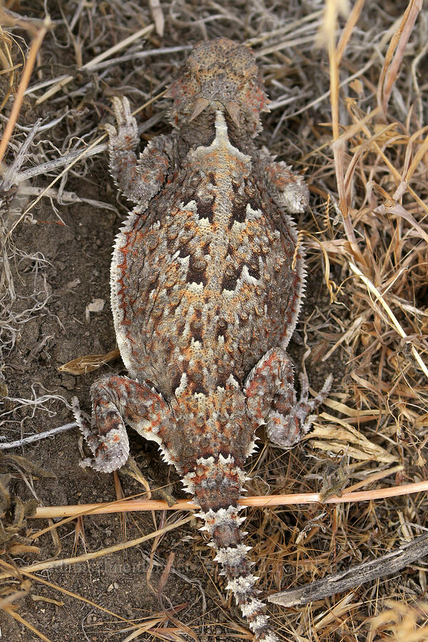 desert horned lizard (Phrynosoma platyrhinos) [Mickey Hot Springs, Harney County, Oregon]