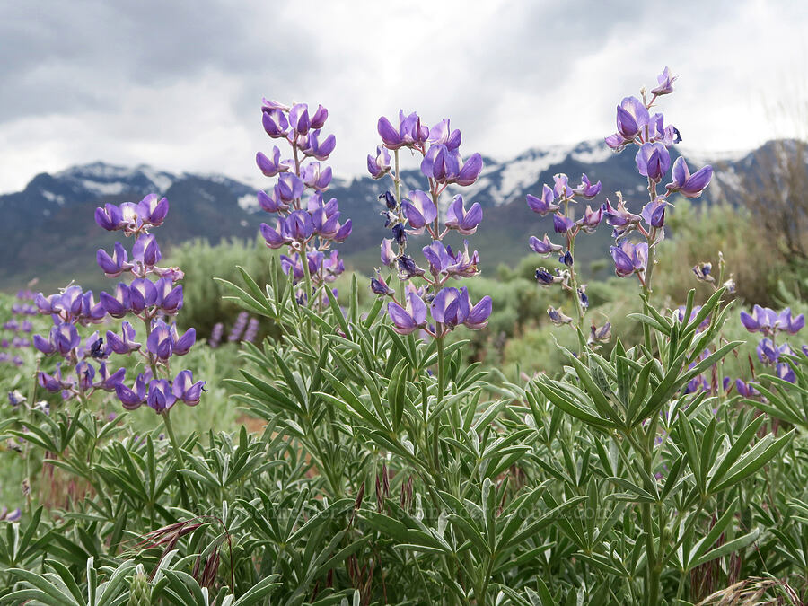 spurred lupines (Lupinus arbustus) [Fields-Folly Farm Road, Harney County, Oregon]