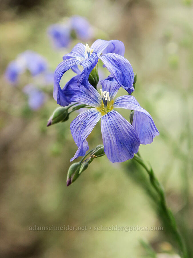 blue flax (Linum lewisii (Linum perenne var. lewisii)) [Fields-Folly Farm Road, Harney County, Oregon]