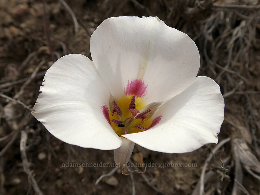 Bruneau mariposa lily (Calochortus bruneaunis) [Fields-Folly Farm Road, Harney County, Oregon]