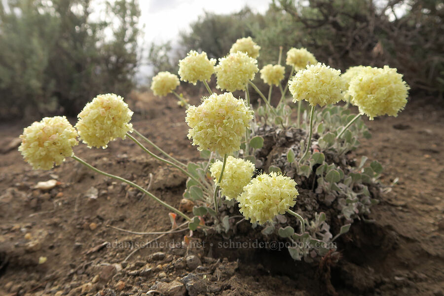 cushion buckwheat (Eriogonum ovalifolium var. purpureum) [Fields-Folly Farm Road, Harney County, Oregon]