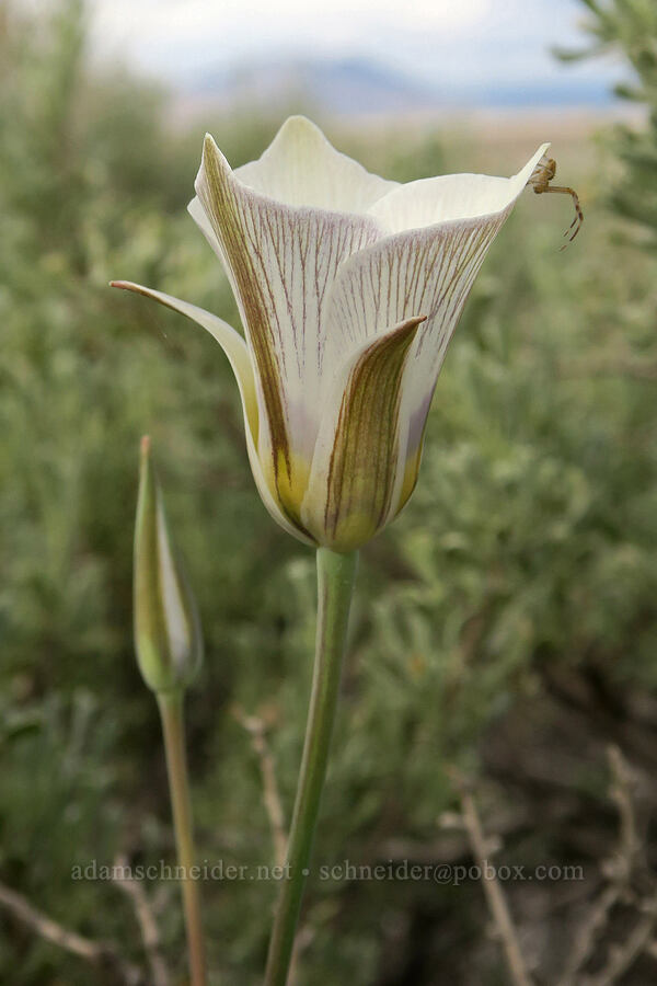 Bruneau mariposa lily (and a spider) (Calochortus bruneaunis) [Fields-Folly Farm Road, Harney County, Oregon]