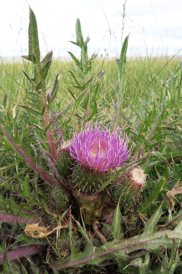 thistle (Cirsium sp.) [Frog Springs, Harney County, Oregon]