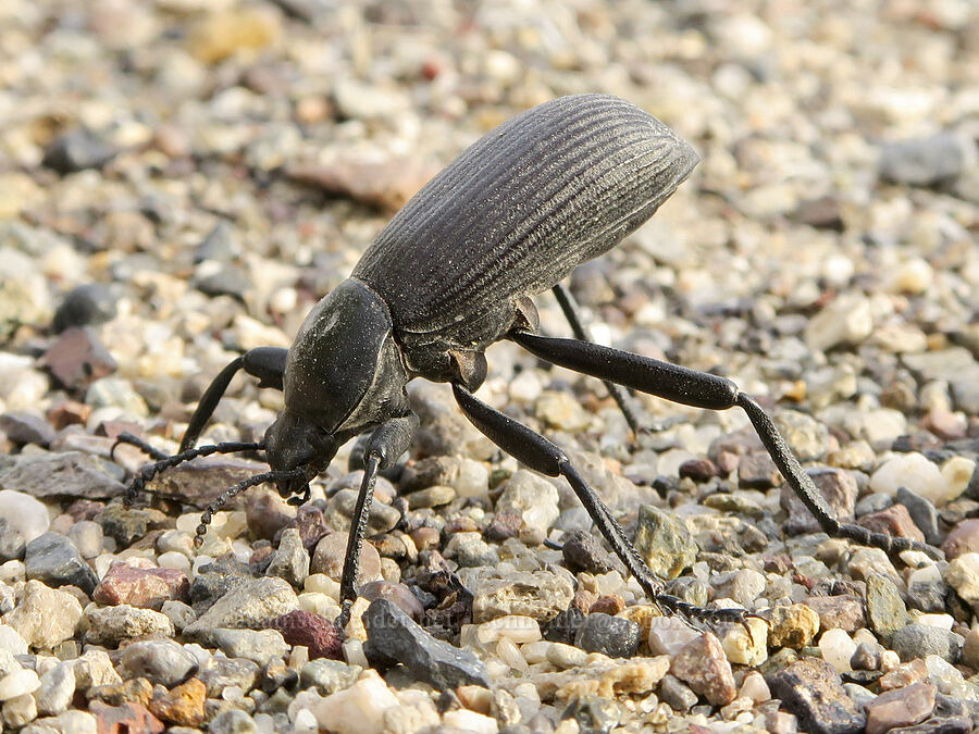 desert stink beetle (Eleodes obscura) [Borax Lake ACEC, Harney County, Oregon]