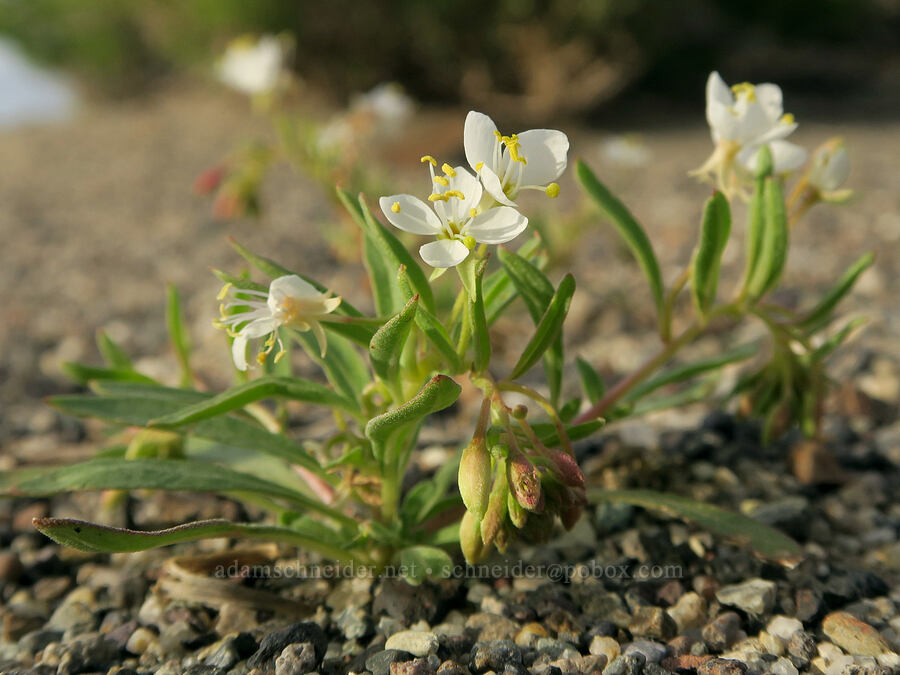 alyssum-like evening-primrose (Eremothera boothii ssp. alyssoides (Camissonia boothii ssp. alyssoides)) [Borax Lake ACEC, Harney County, Oregon]