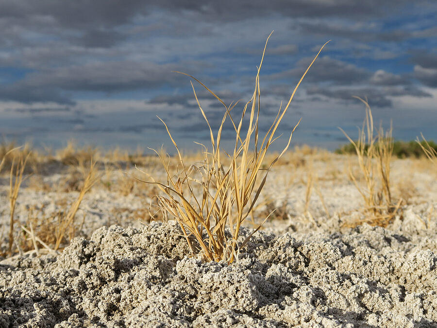 salt-covered ground [Borax Lake ACEC, Harney County, Oregon]
