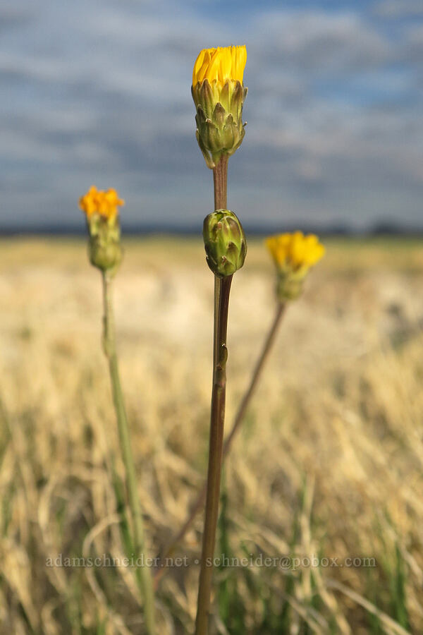 lance-leaf goldenweed (Pyrrocoma lanceolata (Haplopappus lanceolatus)) [Borax Lake Preserve, Harney County, Oregon]